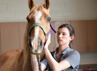 Why Should You Consider A Chiropractic Exam for Your Horse?